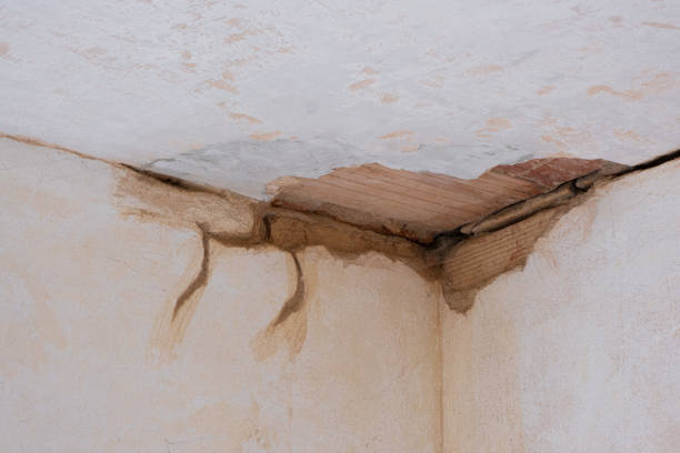 Best Mold removal after water damage  in Greenwood, LA